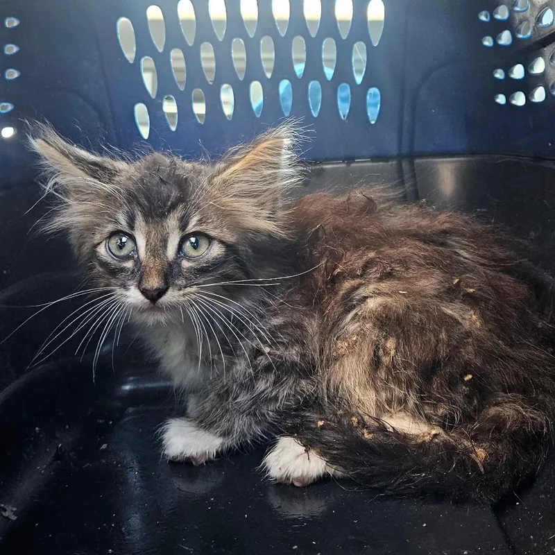 A baby small-sized male Brown / Chocolate Domestic Long Hair cat named Vape Monkey for adoption in Lake Jackson, TX