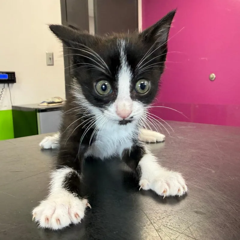 A baby small-sized male Black Domestic Short Hair cat named Hoover for adoption in Ponca City, OK