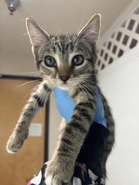 A baby small-sized male Domestic Short Hair cat named Bilbo Baggins for adoption in Sherwood, OR