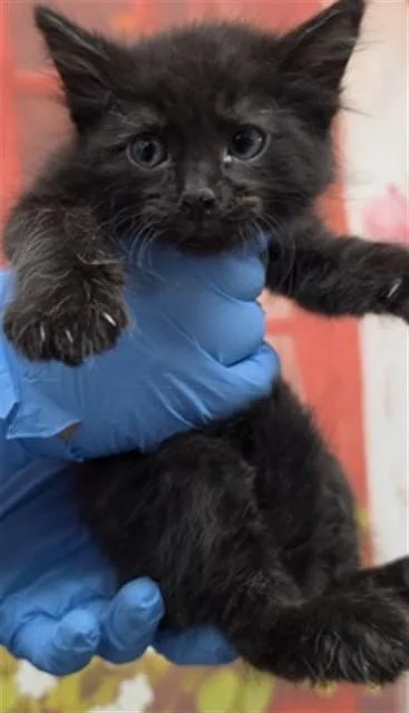 A baby small-sized male Domestic Long Hair cat named Onyx for adoption in San Bernardino, CA