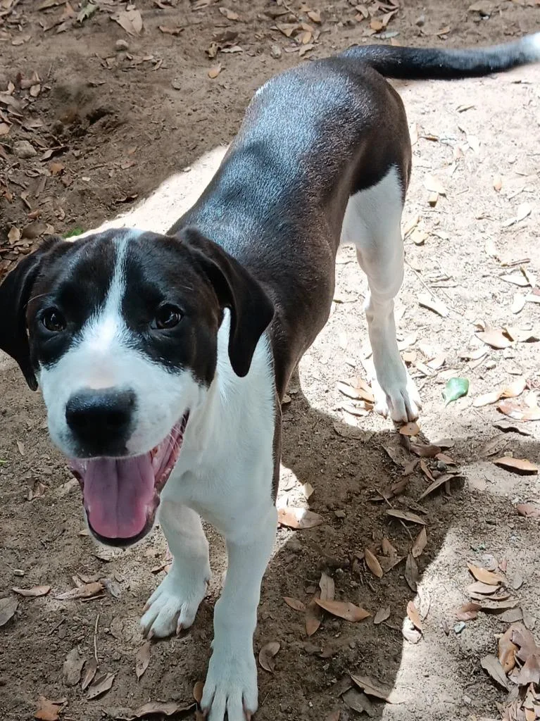 A baby medium-sized female Pointer dog named Willow for adoption in Marianna, FL
