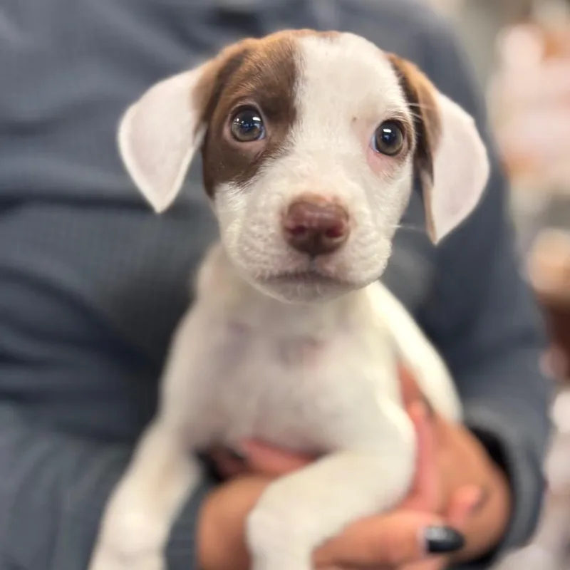 A baby small-sized female Mixed Breed dog named Eleanor for adoption in Springboro, OH