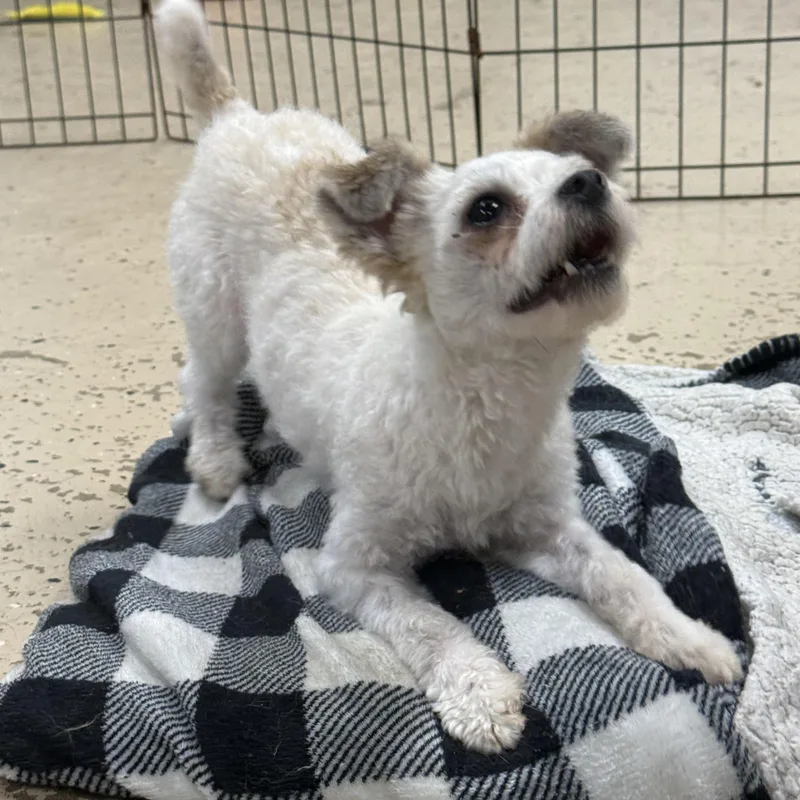 A young small-sized male Maltese dog named Pigeon for adoption in Indianapolis, IN