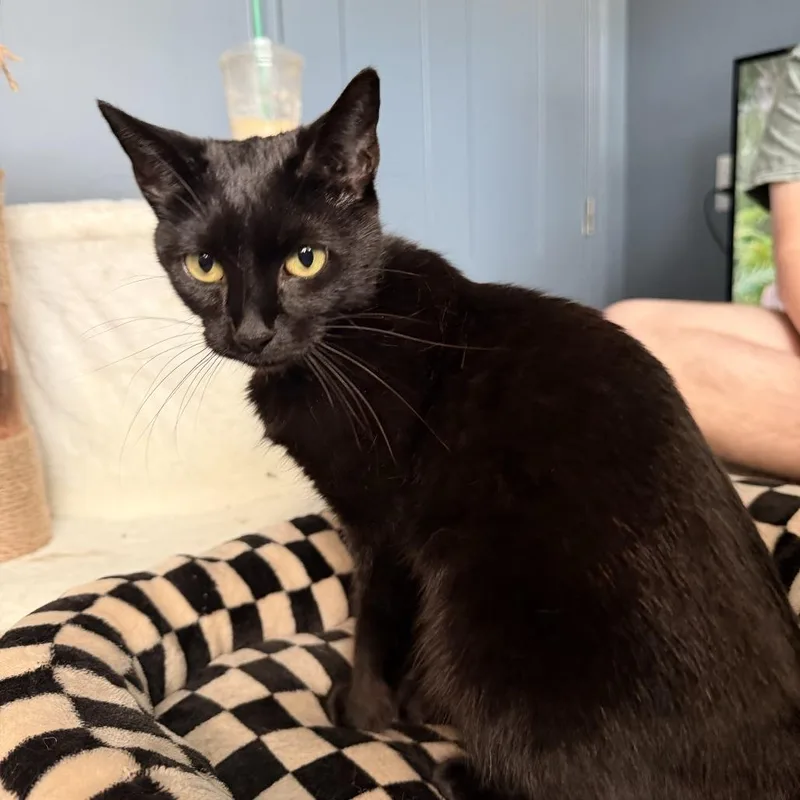 A young medium-sized female Domestic Short Hair cat named Sky for adoption in Windsor, VA