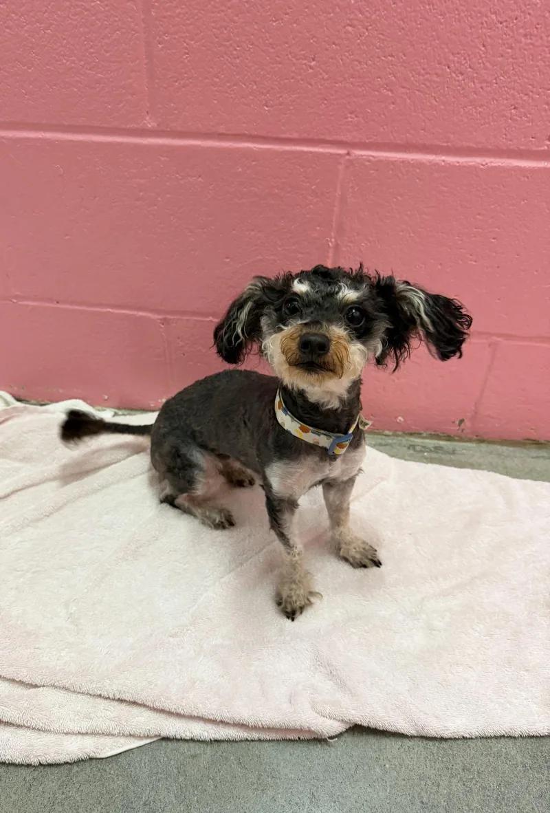 A young medium-sized female Poodle dog named Myrtle for adoption in Sanford, NC