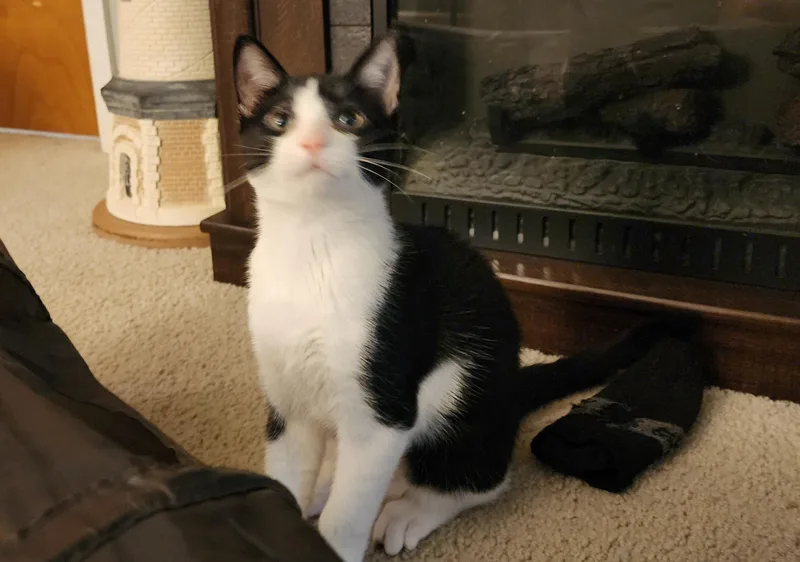 A baby medium-sized male Black & White / Tuxedo Domestic Short Hair cat named Chip and Dale for adoption in Mayfield, NY