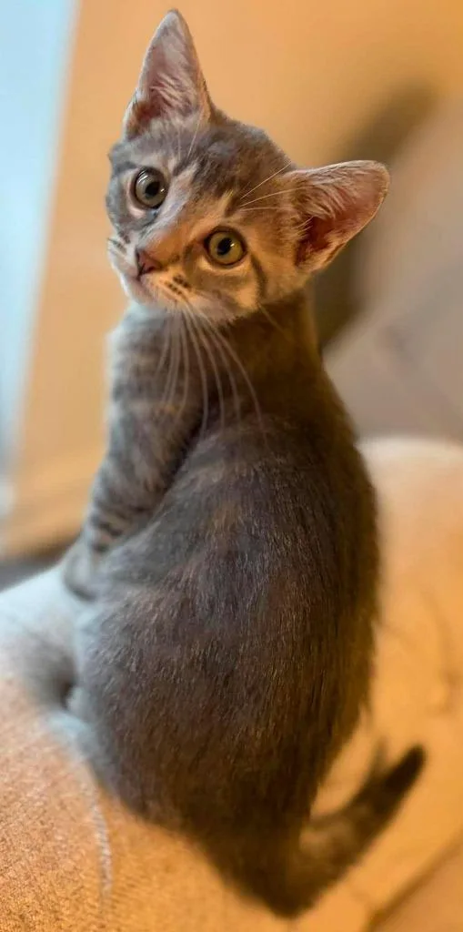A baby large-sized male Domestic Short Hair cat named Gable for adoption in Augusta, GA