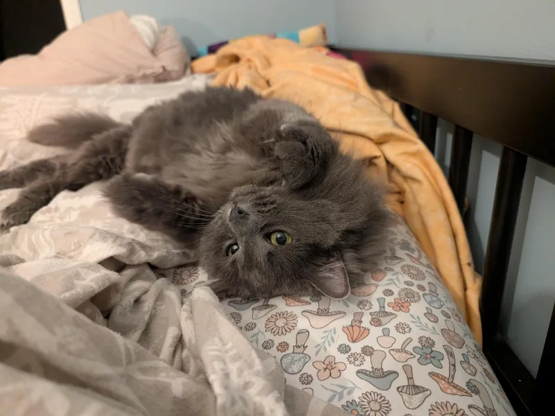A senior medium-sized female Gray / Blue / Silver Domestic Short Hair cat named Shy for adoption in Evanston, IL