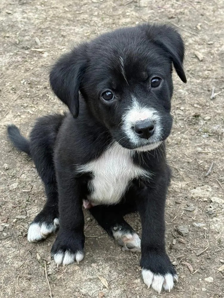 A baby medium-sized male Tricolor (Brown, Black, & White) Australian Shepherd dog named Tupawc for adoption in Ringwood, IL