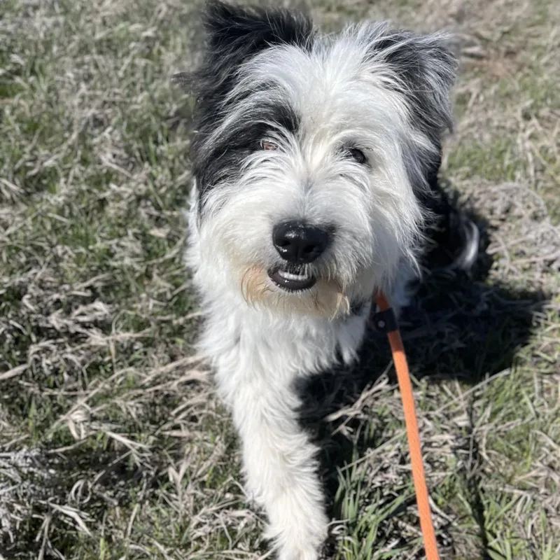 An adult medium-sized male White / Cream Mixed Breed dog named Thursday for adoption in Spokane, WA