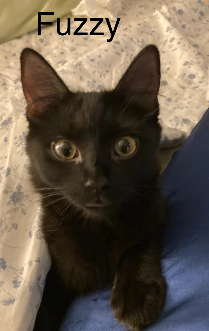 A young small-sized female Domestic Medium Hair cat named Fuzzy for adoption in Winter Garden, FL