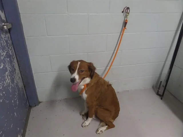 A young medium-sized female Collie dog named Lauren for adoption in Augusta, GA