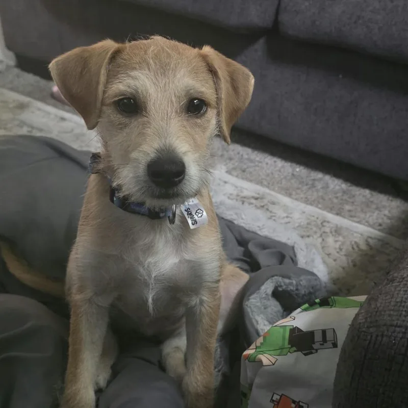 A baby small-sized male Yellow / Tan / Blond / Fawn Beagle dog named Mickey for adoption in Overland Park, KS