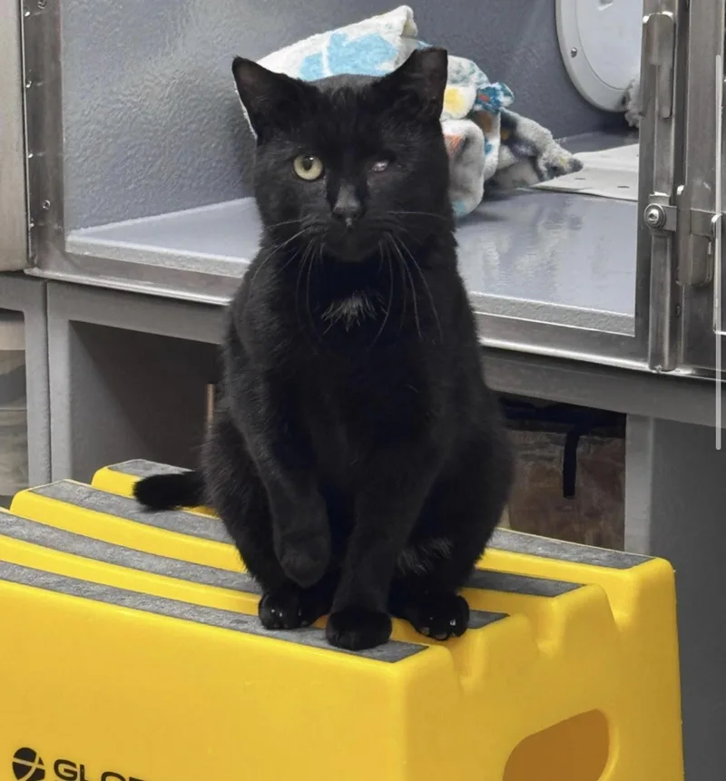 A young medium-sized male Domestic Short Hair cat named Samson for adoption in Greenville, DE