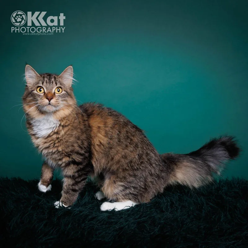 Princess thumbnail 2