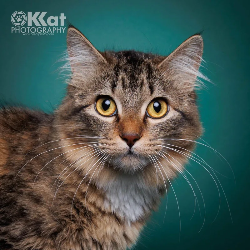 Princess thumbnail 3