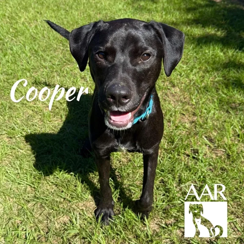 A young large-sized male Labrador Retriever dog named Cooper for adoption in Magnolia, TX