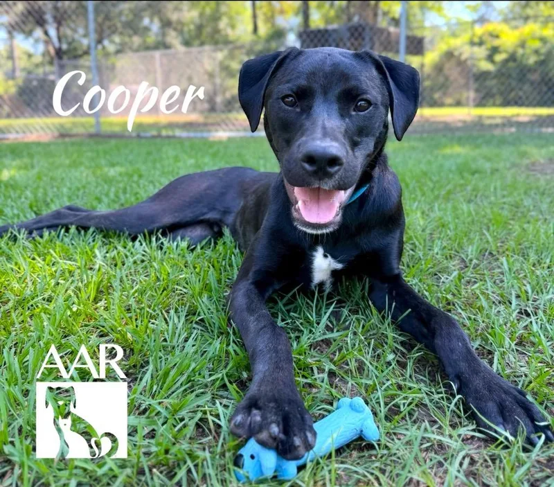 Cooper thumbnail 2