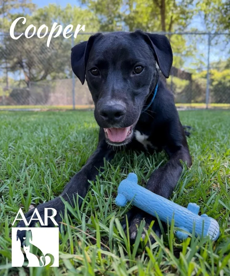 Cooper thumbnail 3