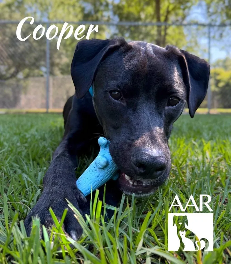 Cooper thumbnail 4