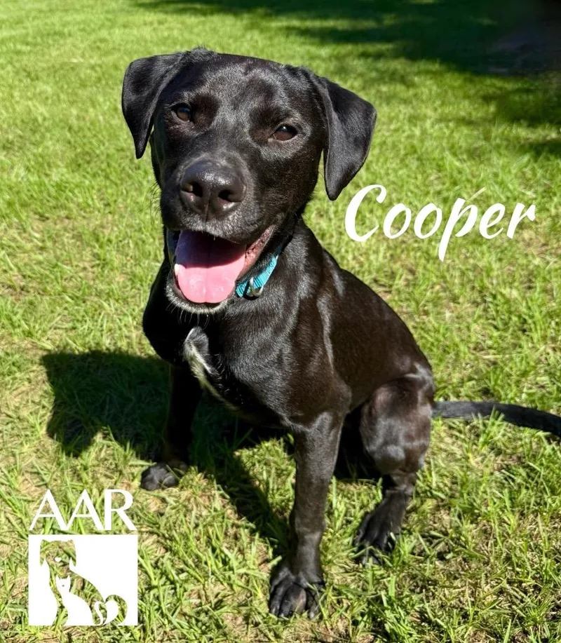 Cooper thumbnail 5