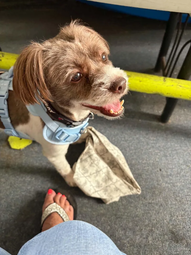 A young small-sized male Terrier dog named Ben for adoption in Pompton Plains, NJ