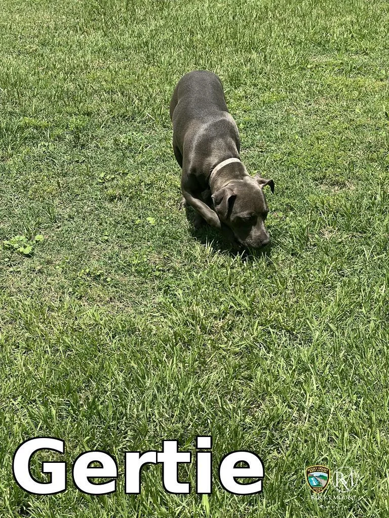 A young medium-sized female Pit Bull Terrier dog named Gertie for adoption in Rocky Mount, NC