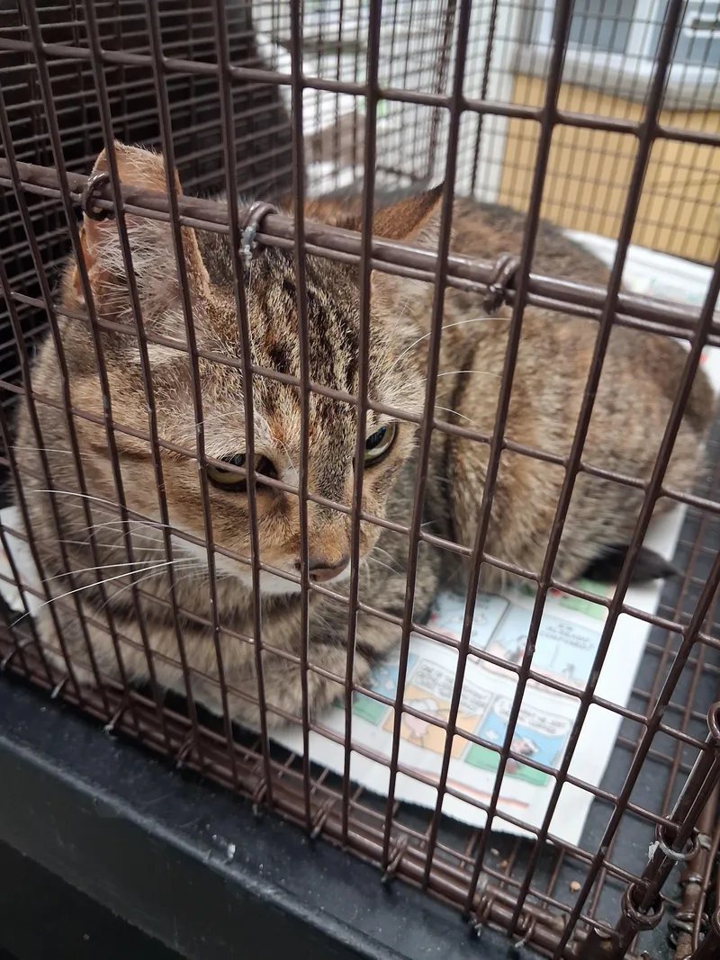 A senior large-sized female Domestic Short Hair cat named Ginger for adoption in Los Angeles, CA