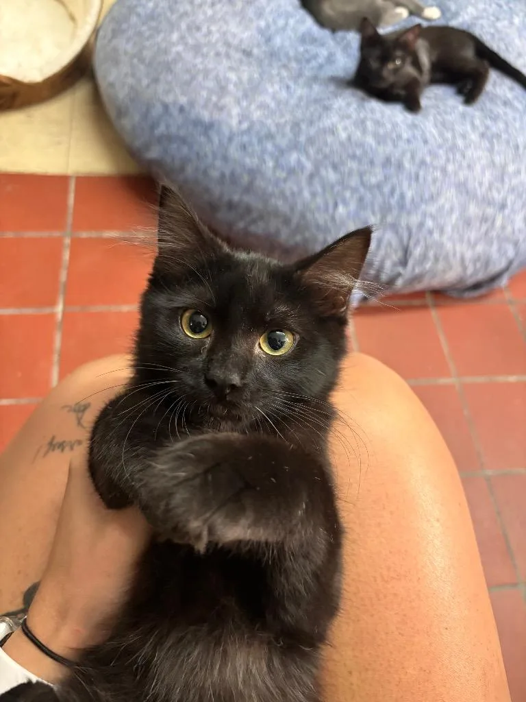 A baby small-sized male Domestic Medium Hair cat named Willow for adoption in Port Jervis, NY