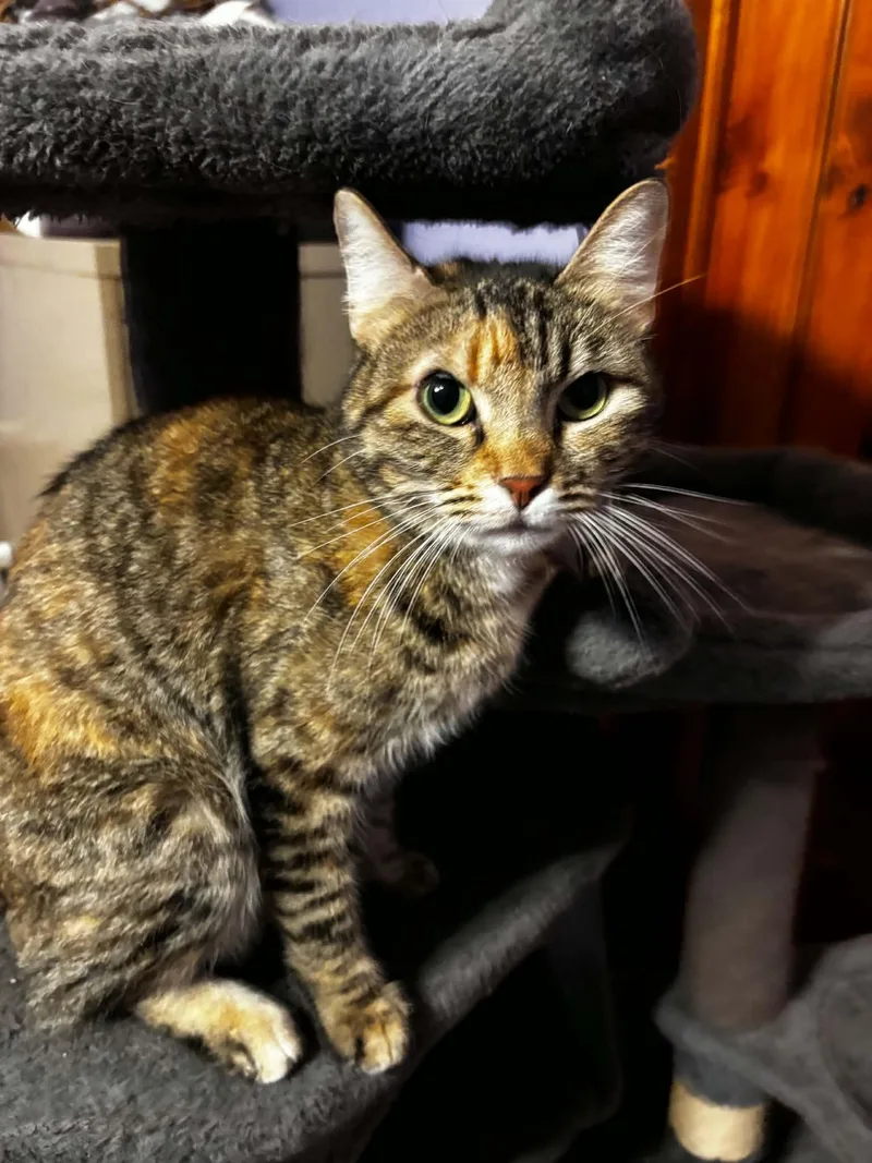 An adult medium-sized female Tortoiseshell cat named Sally for adoption in Okemah, OK