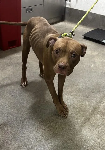 A young medium-sized female Pit Bull Terrier dog named Eziah for adoption in Upper Marlboro, MD
