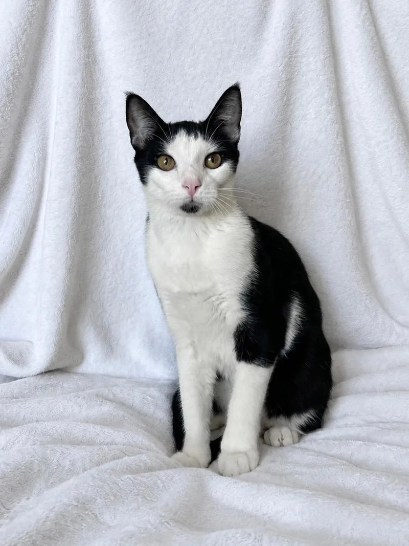 A young medium-sized male Tuxedo cat named Wally for adoption in Oakley, CA