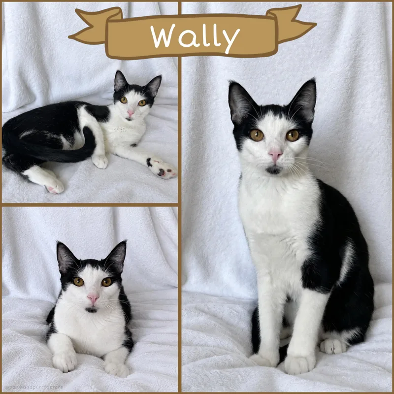 Wally thumbnail 4