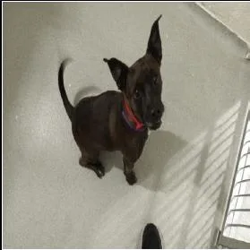 An adult medium-sized male Brown / Chocolate Chihuahua dog named Ryder for adoption in West Palm Beach, FL