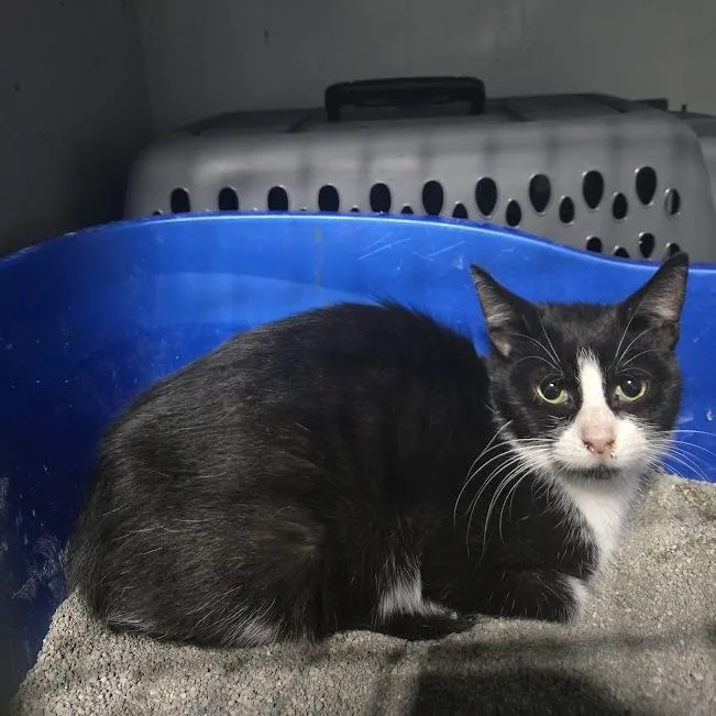 A young small-sized female Black Domestic Short Hair cat named Diamond for adoption in Sioux Falls, SD