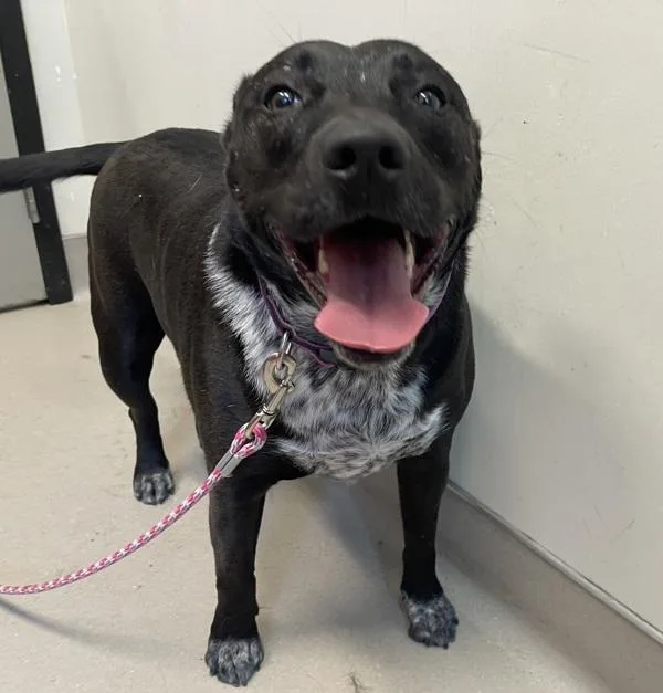 An adult large-sized female Pit Bull Terrier dog named Stormi for adoption in El Cajon, CA