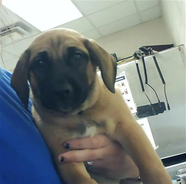 A baby small-sized male Labrador Retriever dog named Zeus for adoption in Fayetteville, NC