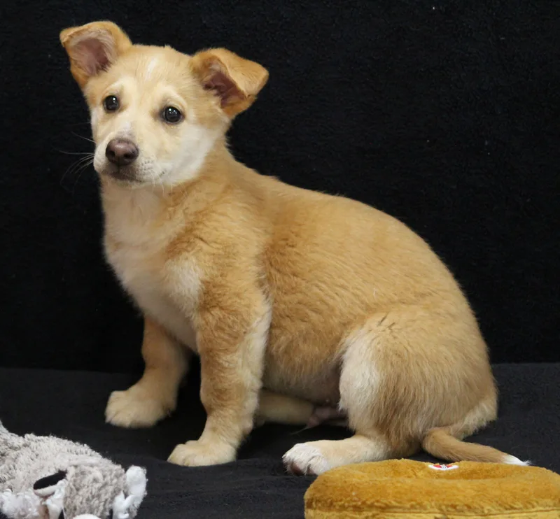 A baby medium-sized male Mixed Breed dog named Eugene for adoption in Portage, WI