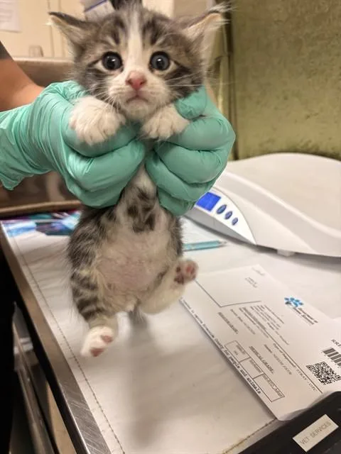 A baby small-sized male Domestic Short Hair cat named Super Mario for adoption in Riverside, CA