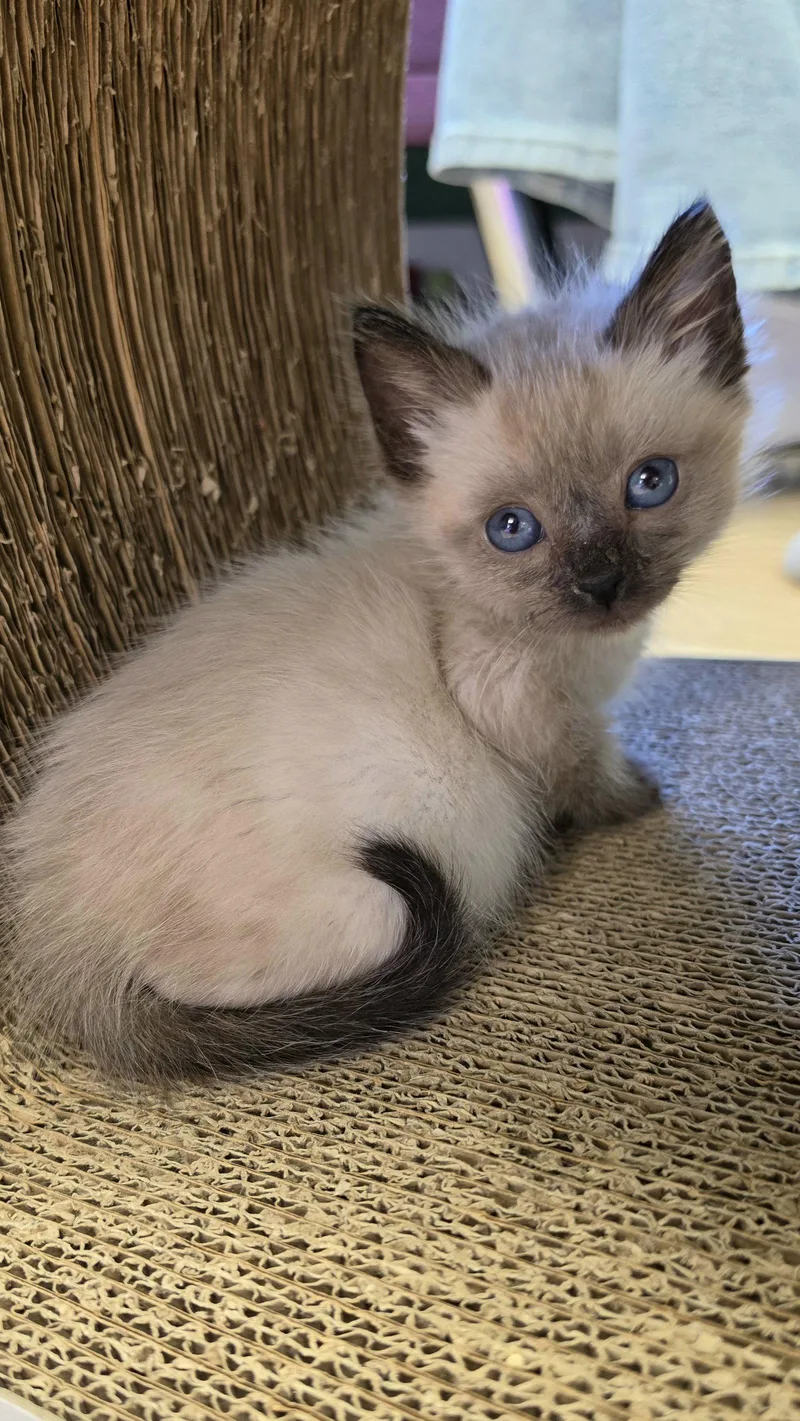 A baby medium-sized male Siamese cat named Monroe for adoption in Campbell, CA