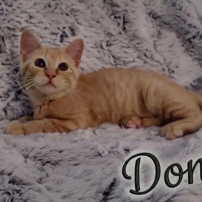 A baby medium-sized female Tabby (Orange / Red) Tabby cat named Donna for adoption in Wyandotte, MI