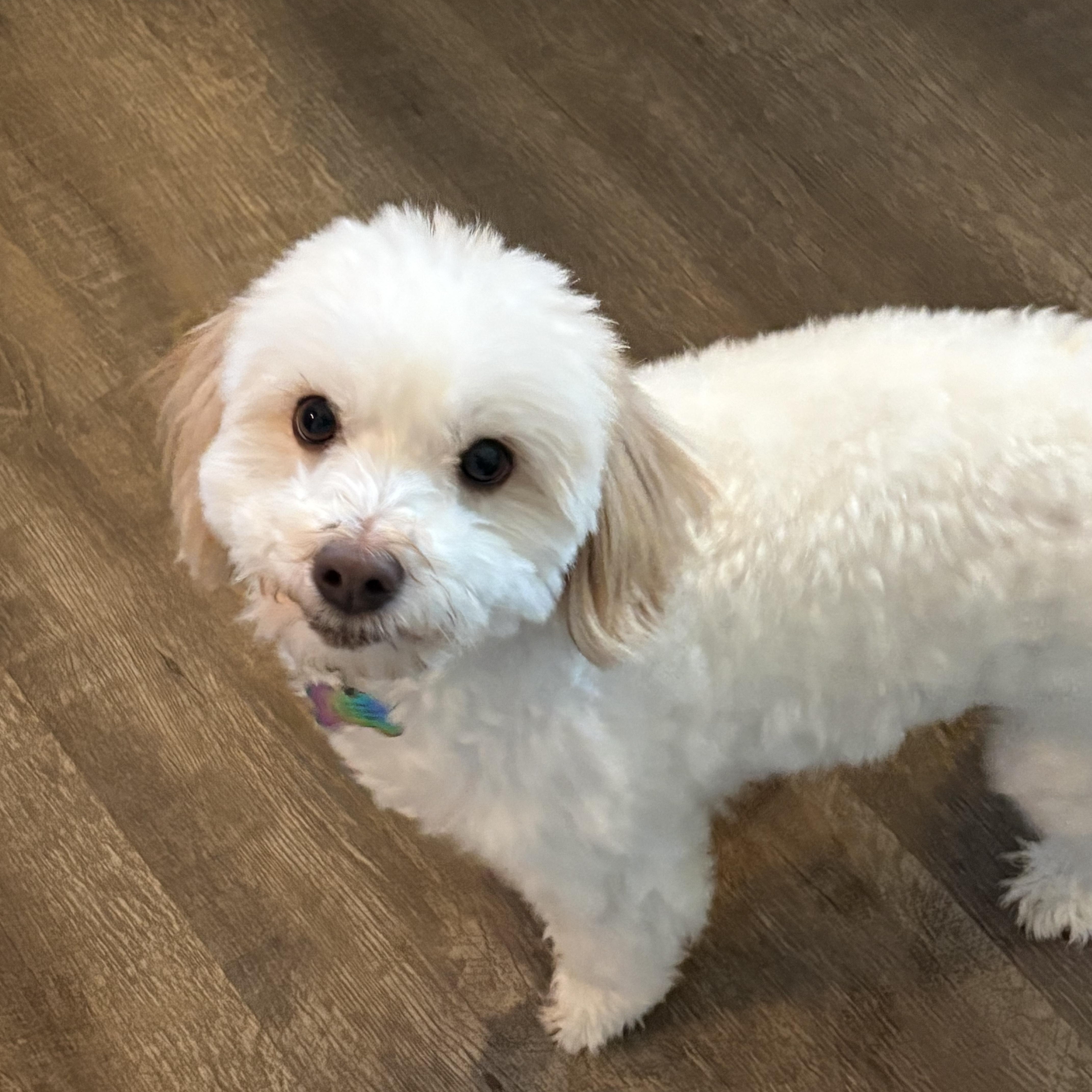 A young small-sized male Coton de Tulear dog named Viggo for adoption in Eaton Rapids, MI