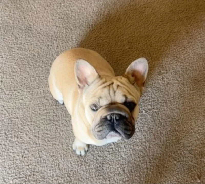 A baby small-sized male White / Cream French Bulldog dog named Bluey for adoption in Victorville, CA