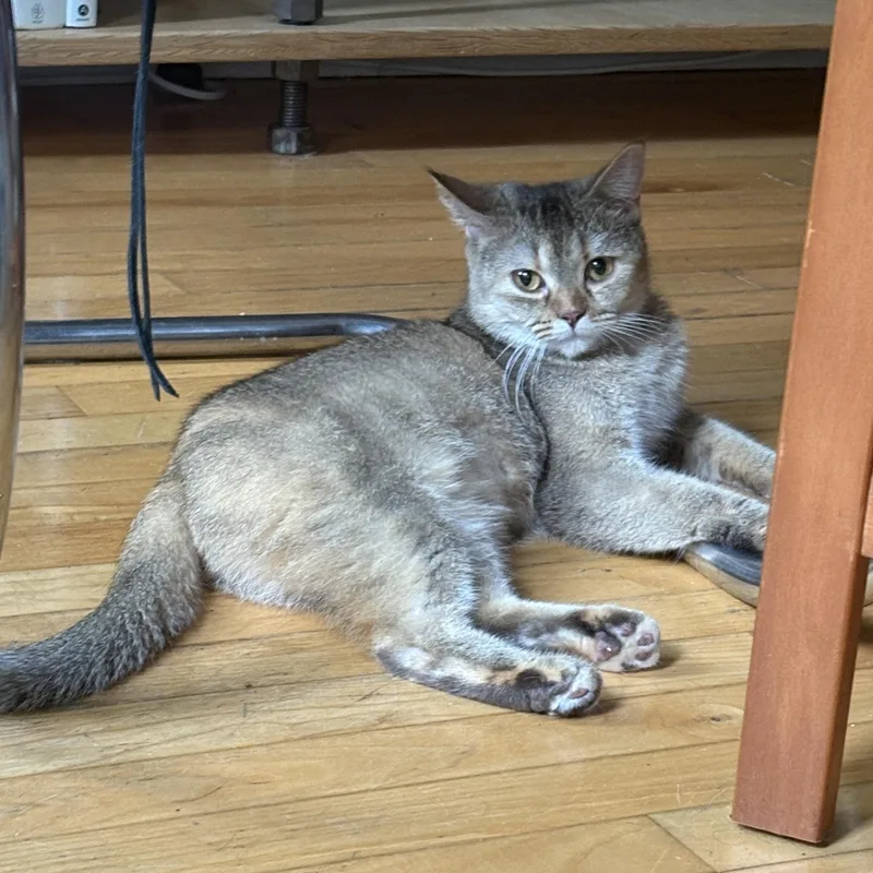 An adult medium-sized female Chocolate Point Scottish Fold cat named Miranda for adoption in Brooklyn, NY