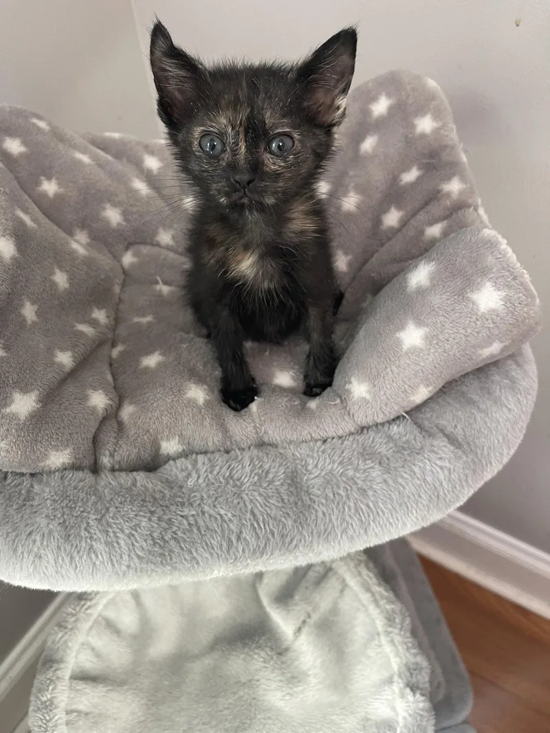 A baby medium-sized female Tortoiseshell cat named Gretel for adoption in Buford, GA