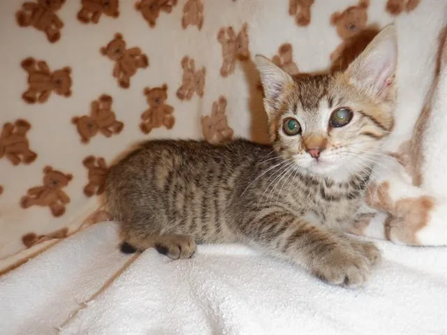 A baby small-sized female Domestic Short Hair cat named Sweet Pea for adoption in San Jose, CA