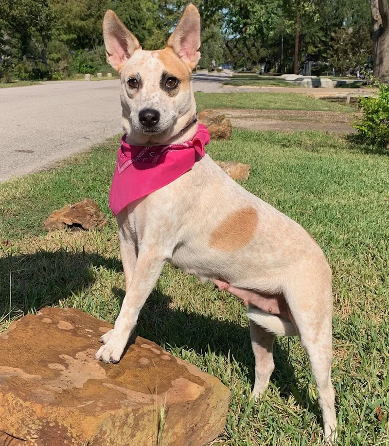 Gorgeous Lilly Belle! thumbnail 6