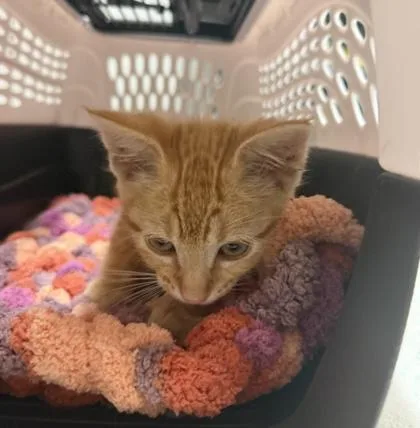 A baby medium-sized male Domestic Short Hair cat named Thomas O'Malley Jr for adoption in Sacramento, CA