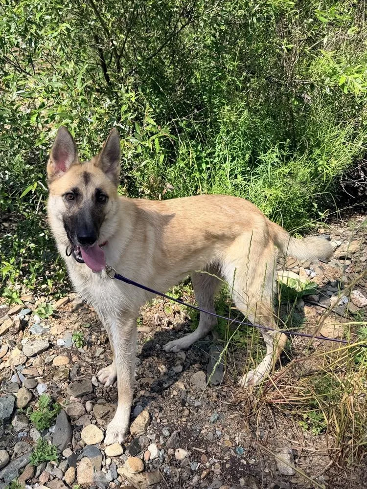 A young large-sized female White / Cream German Shepherd Dog dog named Lucy Lou for adoption in Shingle Springs, CA