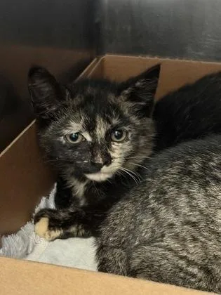 A baby small-sized female Domestic Short Hair cat named Esther for adoption in West Chester, PA